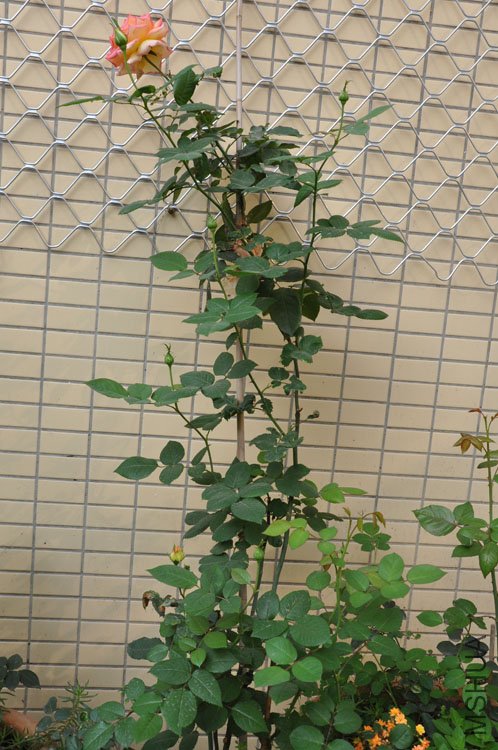 DSC_1761.JPG
