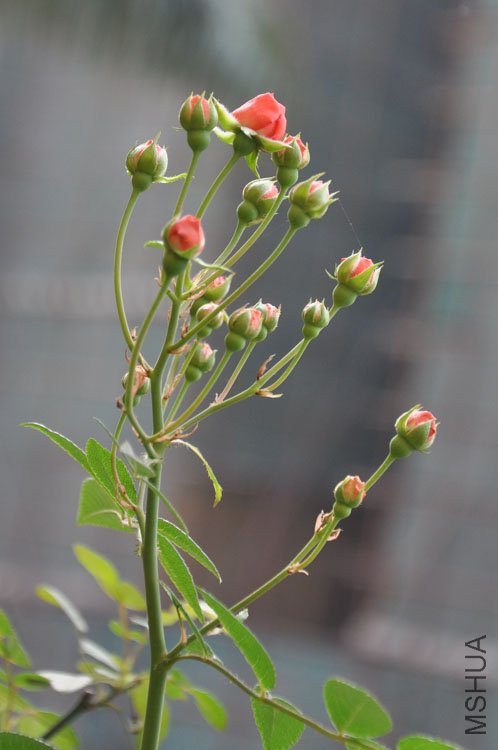 DSC_1767.JPG