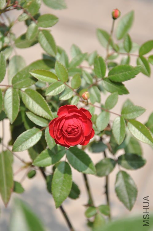DSC_1798.JPG