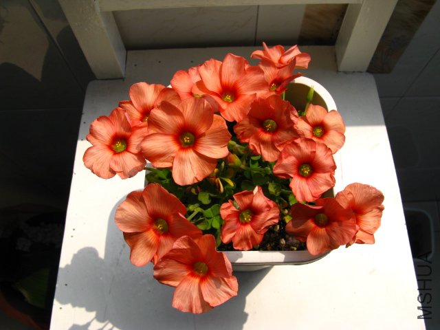 �����ˣ�ĳ��orange����ͦ��