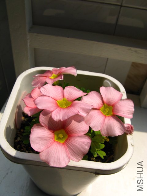 ��ϲ����һ����ɫ