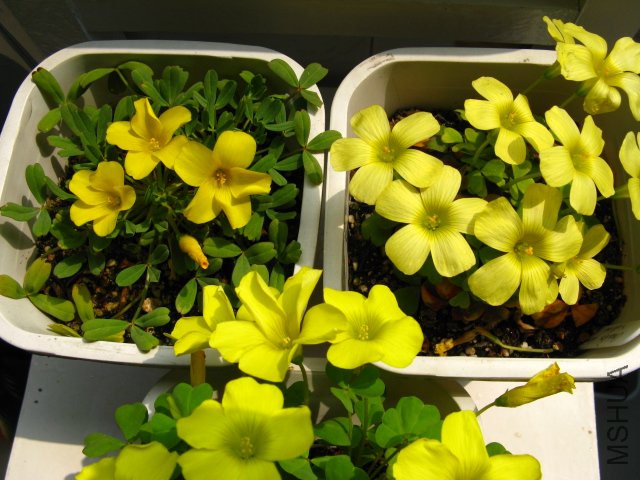 �Ա�����ɫ����˵���ۿ���������ɫ�о���Ҫ�ٵ�һ��