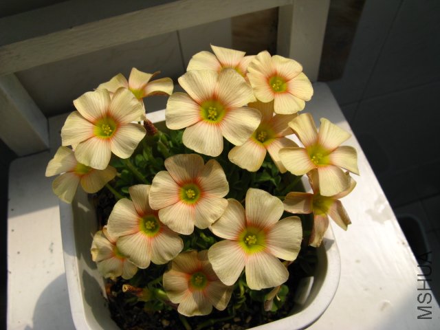 honey�������һЩ����ɫһЩ