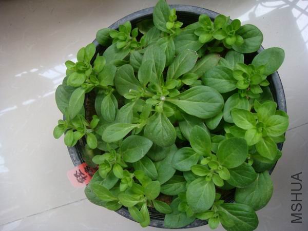 ����֦������̫�٣���Ҫ�޼�Ӵ