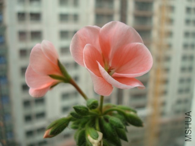 DSC01325.JPG