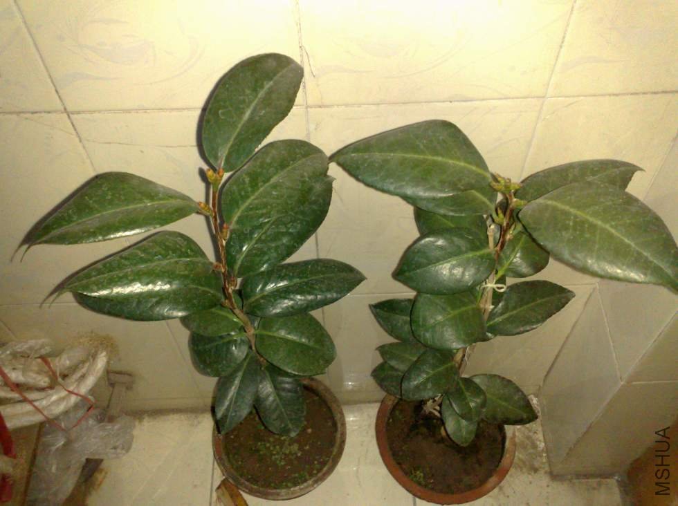 ��ת 201104101103.jpg