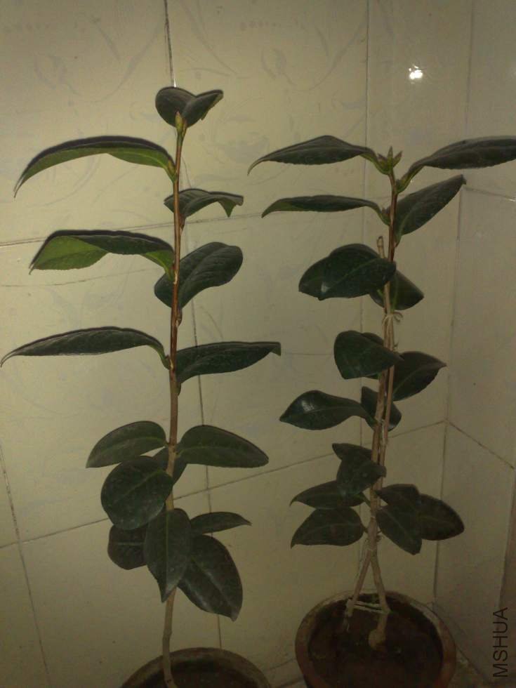 201104101102.jpg