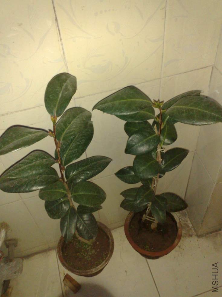 201104101106.jpg