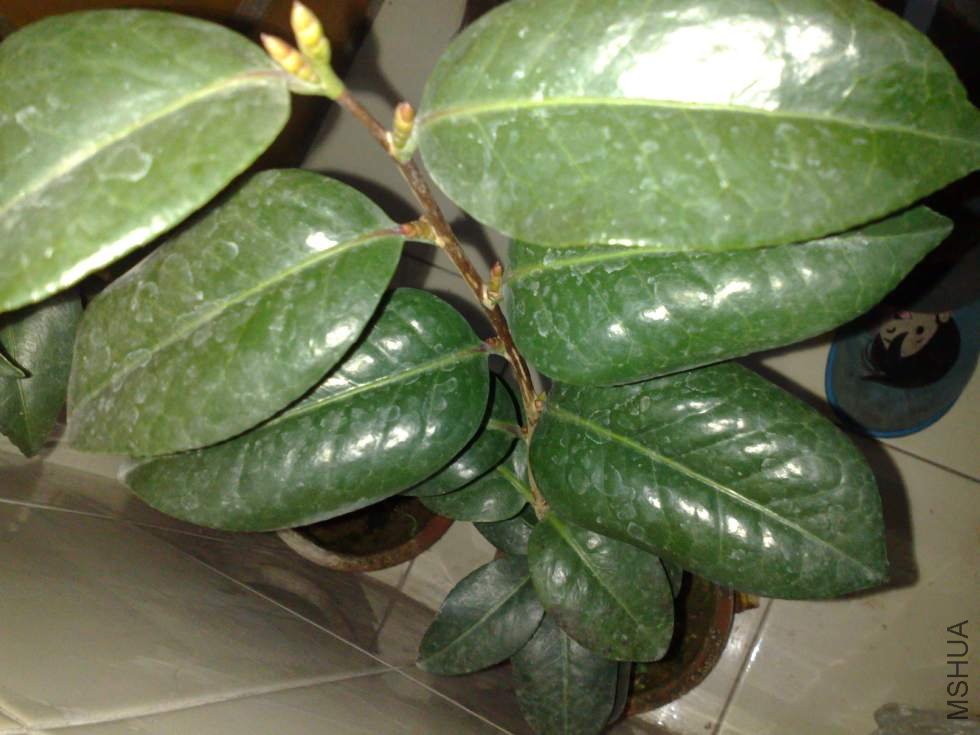 ��ת 201104101105.jpg