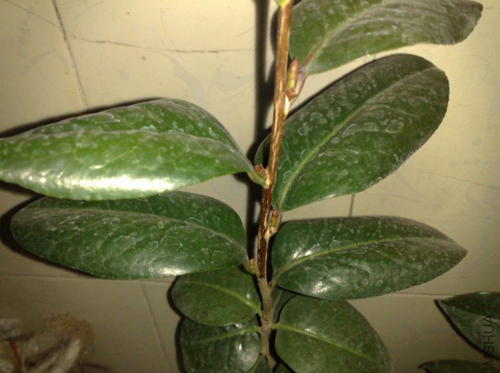 ��ת 201104101104.jpg