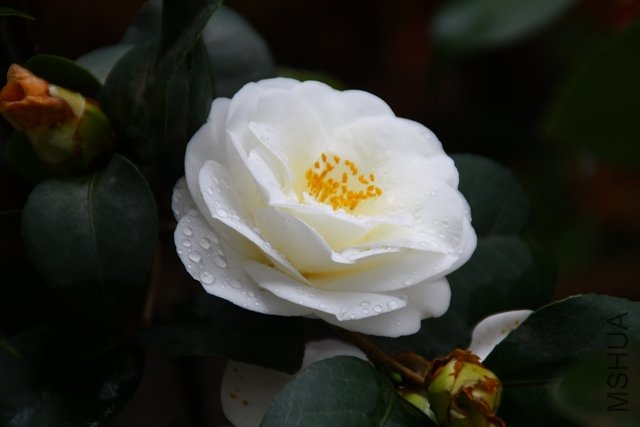 2011.04.10.�軨 051+1.jpg