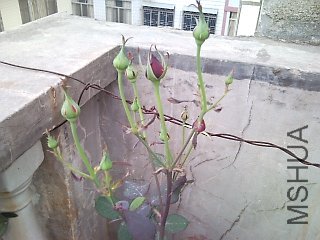 �Ҽҵ�����2.jpg