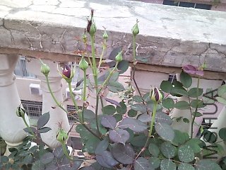 �Ҽҵ�����1.jpg