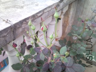 �Ҽҵ�����3.jpg