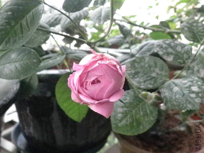 P4090548_����1.jpg