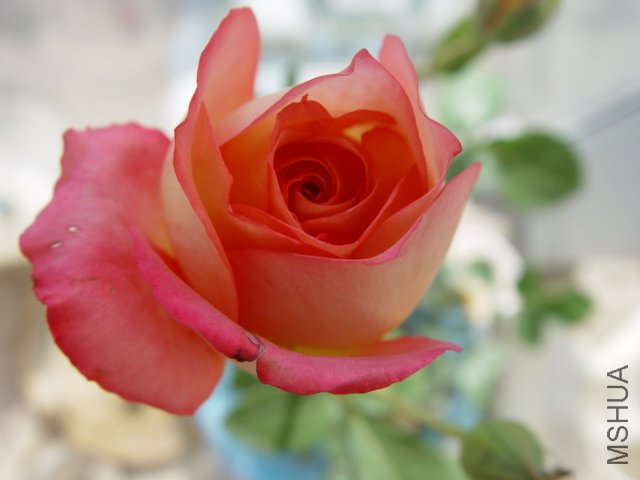 DSC00590.JPG