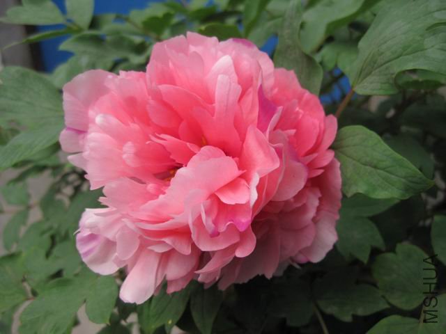 ������С IMG_1011.jpg