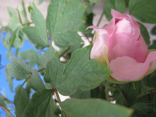 ������С IMG_1014.jpg