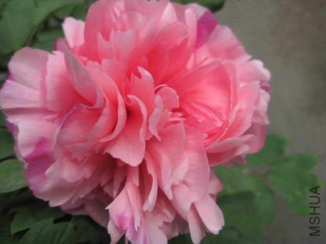 ������С IMG_1012.jpg