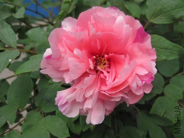 ������С IMG_1010.jpg