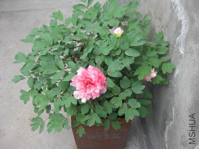 ������С IMG_1015.jpg