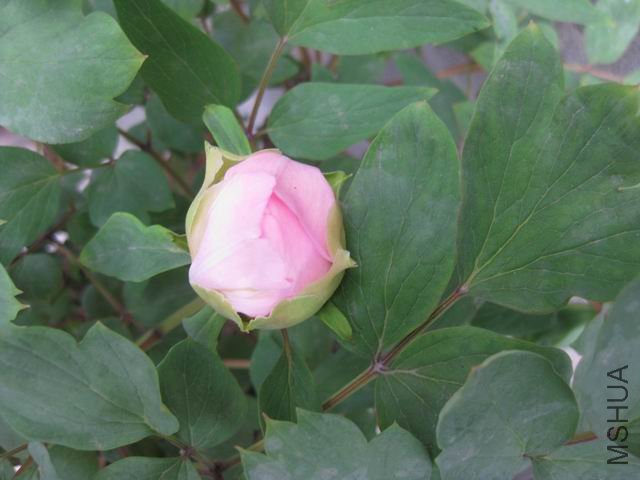 ������С IMG_1013.jpg