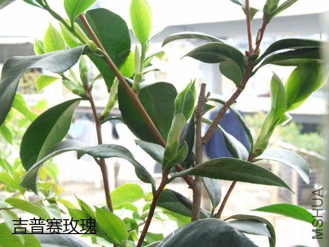 2011-03-21 009 (640x480).jpg