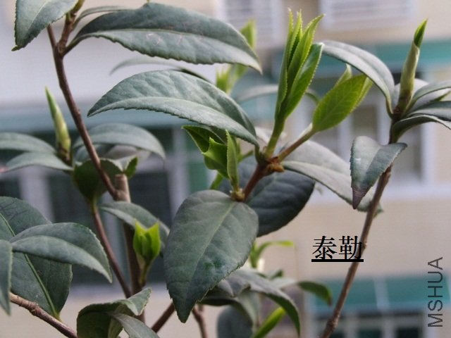 2011-03-28 3��β�軨 024 (640x480).jpg