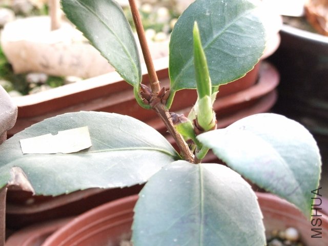 2011-03-28 3��β�軨 022 (640x480).jpg