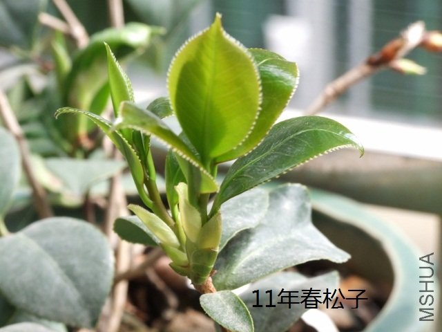 2011-03-21 003 (640x480).jpg