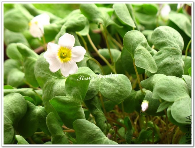 nEO_IMG_110408 079.jpg