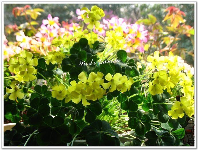 nEO_IMG_110328 058.jpg