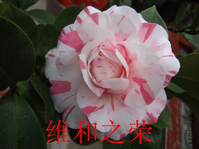 DSCF1208.jpg