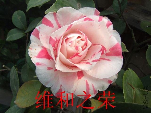 DSCF1231.jpg