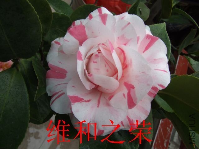 DSCF1212.jpg
