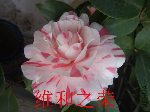DSCF1224.jpg