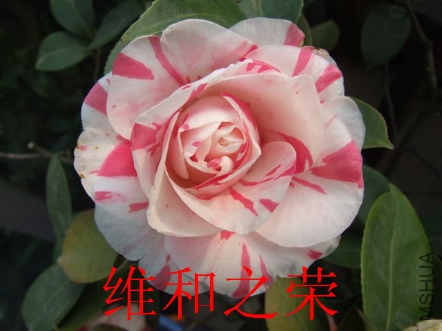 DSCF1222.jpg