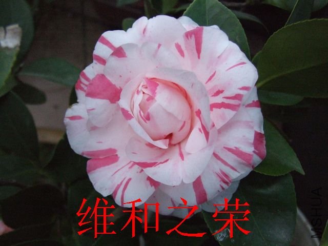 DSCF1182.jpg