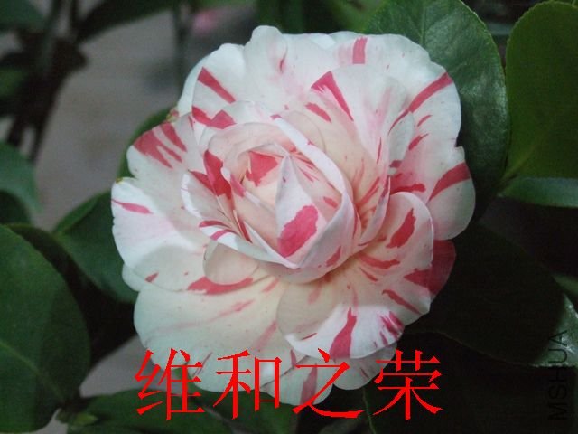 DSCF1132.jpg