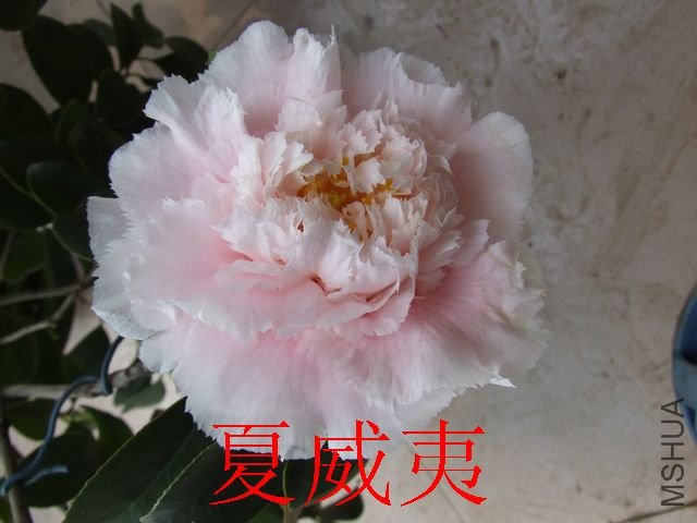 DSCF1070.jpg