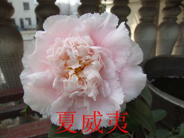 DSCF1061.jpg