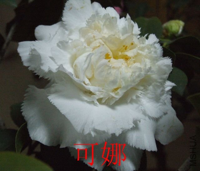 DSCF1174.jpg