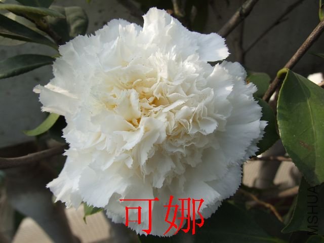 DSCF1059.jpg