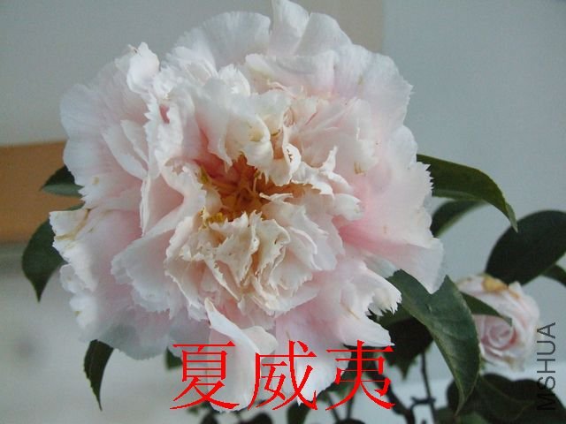 DSCF1121.jpg