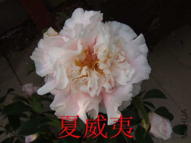 DSCF1067.jpg
