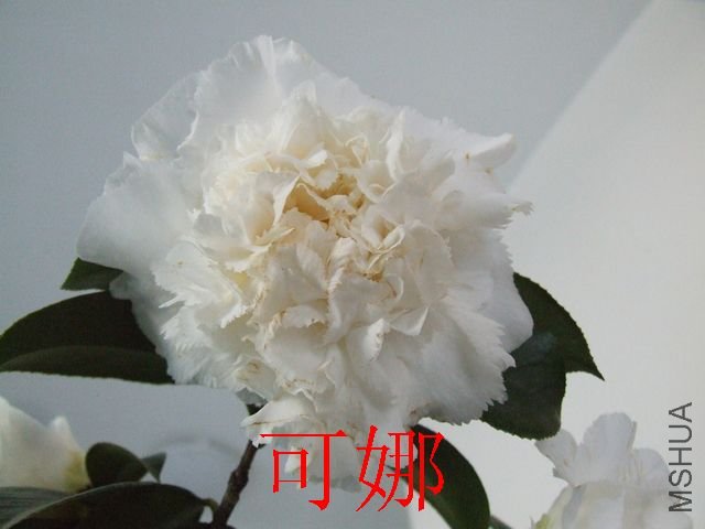 DSCF1119.jpg