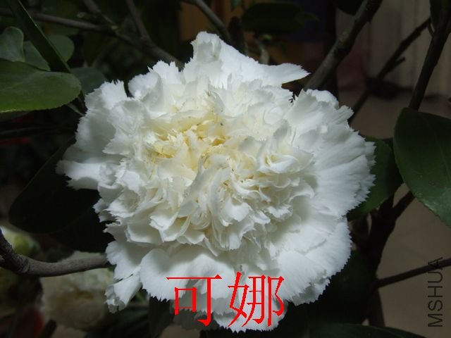 DSCF1166.jpg