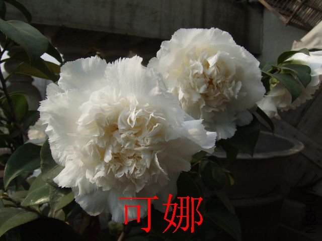 DSCF1080.jpg
