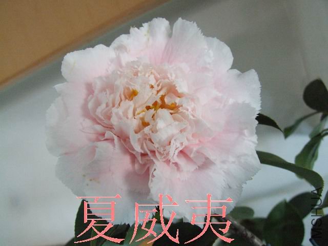 DSCF1122.jpg