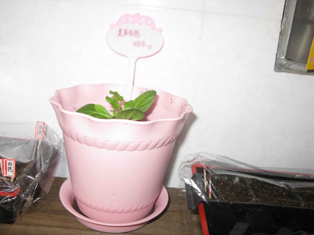 IMG_0086.jpg